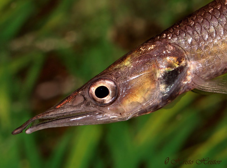 The first few teeth of the upper jaw are enlarged and it has a characteristic curved shape.
