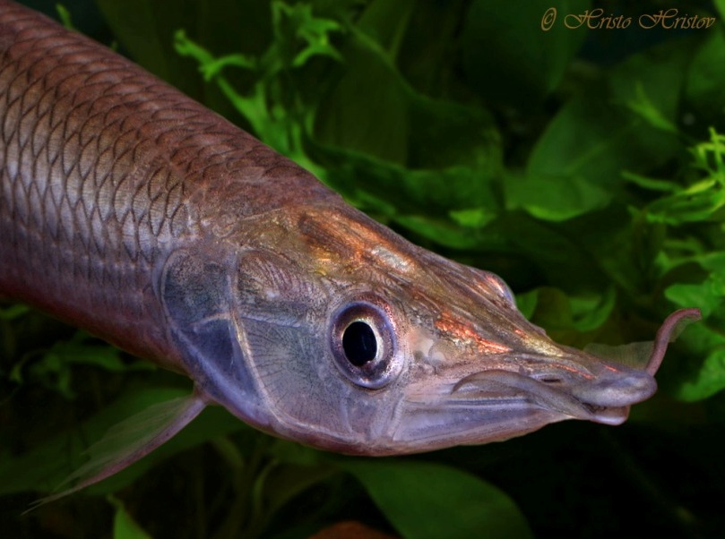 The flattened 'flaps' on the snout are thought to function as an accessory breathing device.