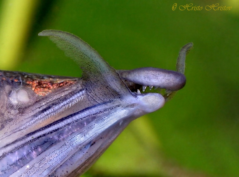 Snout detail.