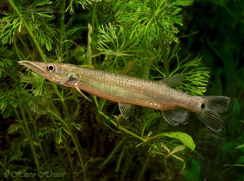 Subadult individual.