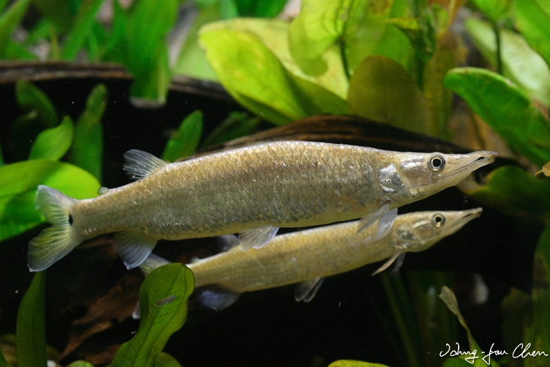 Adult specimen.