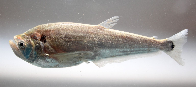 Specimen from the rio Negro.