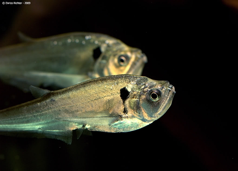 This species can be maintained in a group in a suitably-sized aquarium.