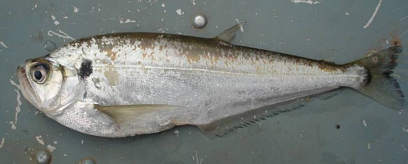 Adult specimen collected from the rio Culuene, Gaúcha do Norte, Mato Grosso state, Brazil.