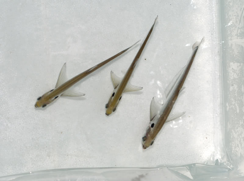 Dorsal view of newly-imported trio.
