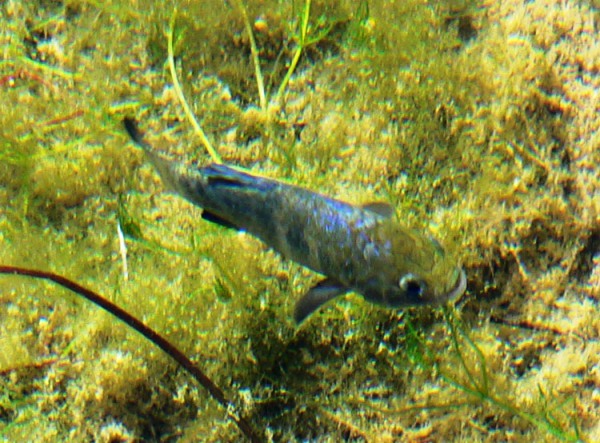The subspecies Cyprinodon nevadensis mionectes inhabits Fairbank and Soda springs