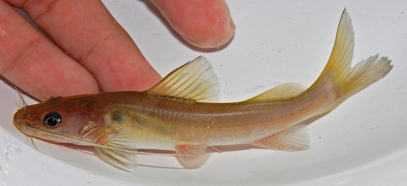 Subadult specimen measuring 77 cm SL collected from a small stream in the Cisadane river drainage, Bogor Regency, western Java, Indonesia.