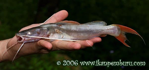 Freshly-collected subadult from Yunnan province, China.