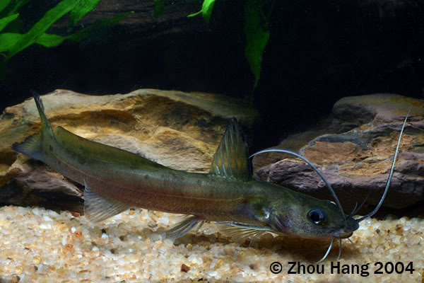 Subadult individual.