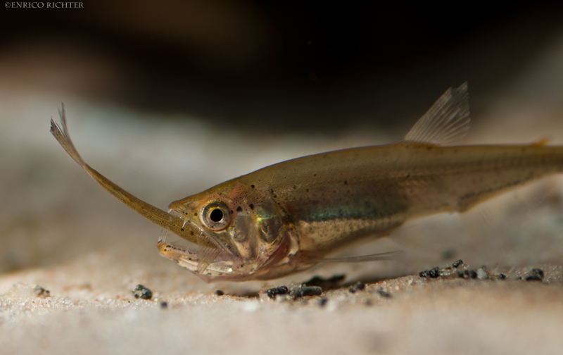 H. armatus will also prey on conspecifics given the opportunity. This juvenile has almost swallowed one of its own kind.