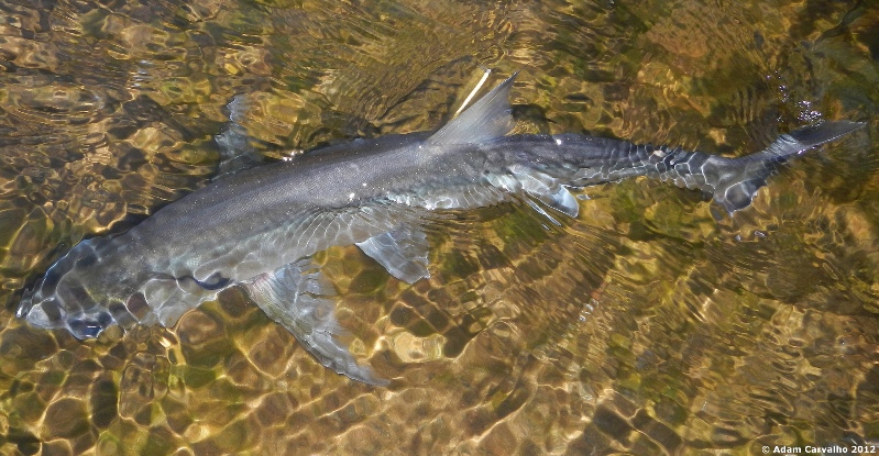 Dorsal view of freshly-collected wild adult.