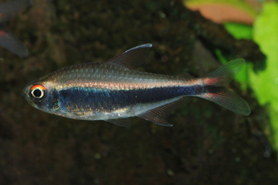 Adult male.