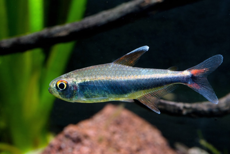 Adult male individual.