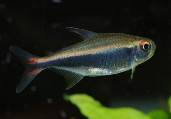 Putative adult female.