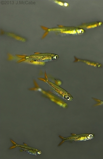 Like many smaller tetras L. roloffi does best when maintained in a group.