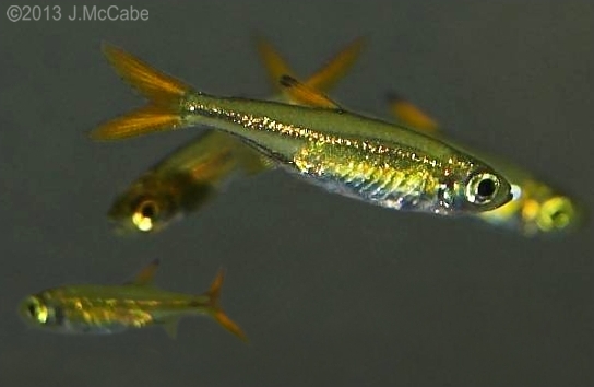 Another adult; this species is very difficult to sex accurately when not in spawning condition.