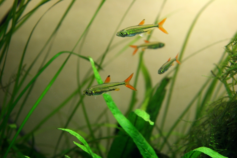 ...and appreciates a planted aquarium.