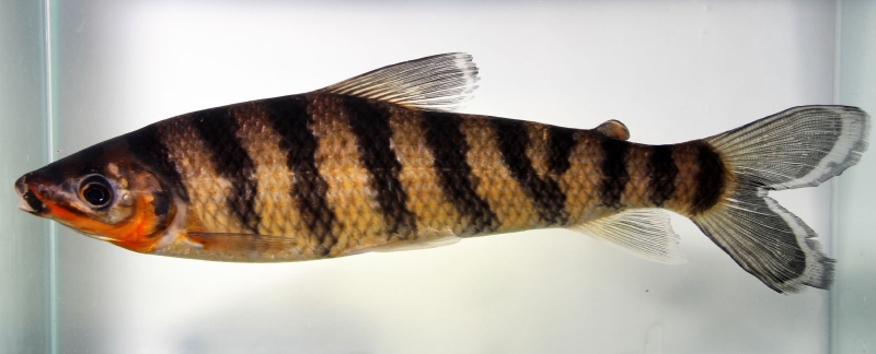 Adult specimen of L. cf. fasciatus from the rio Negro, Brazil.