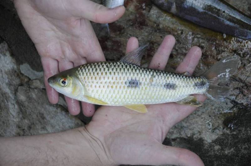 Freshly-collected subadult.
