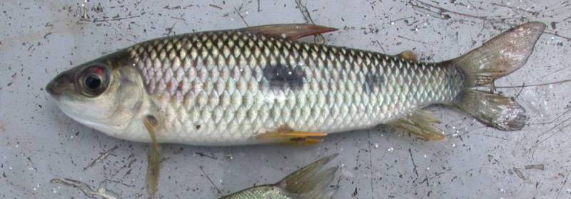 Subadult from the rio Guaporé.