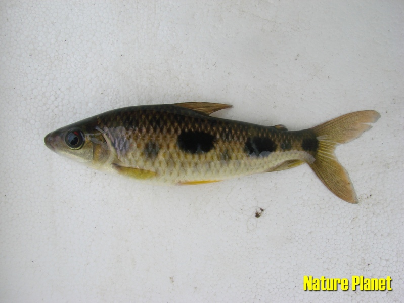 Subadult individual.