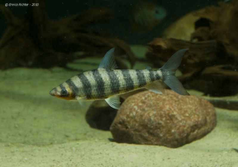 This species deserves a large aquarium.
