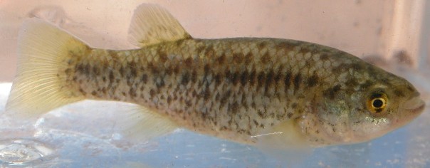 Empetrichthys latos is now the sole extant member of its genus with its former congener E. merriami not having been collected since 1948