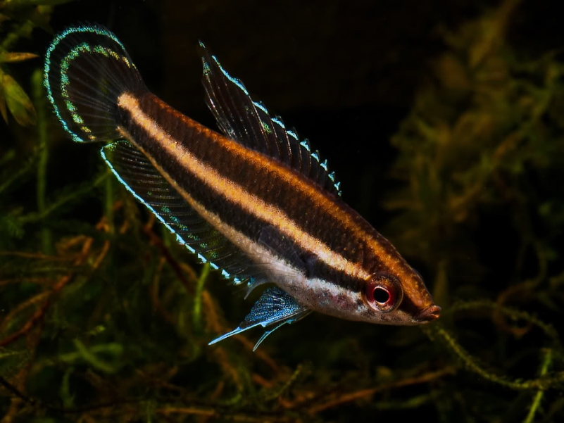 Adult male individual.