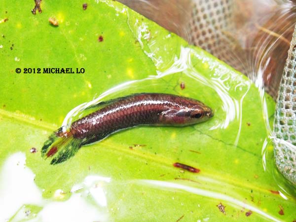 Another freshly-collected fish.