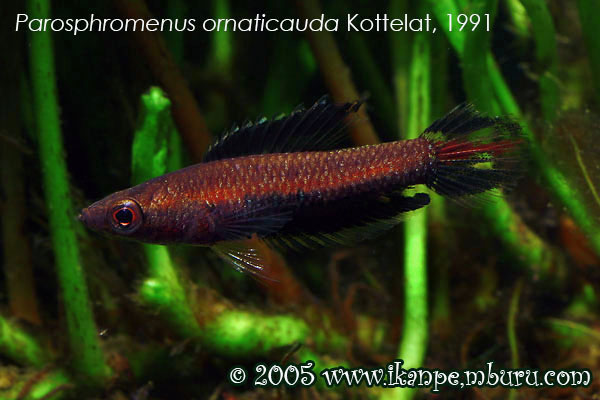 Adult male individual.