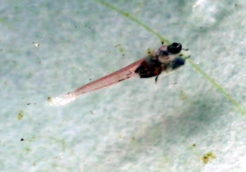 Recently hatched fry.