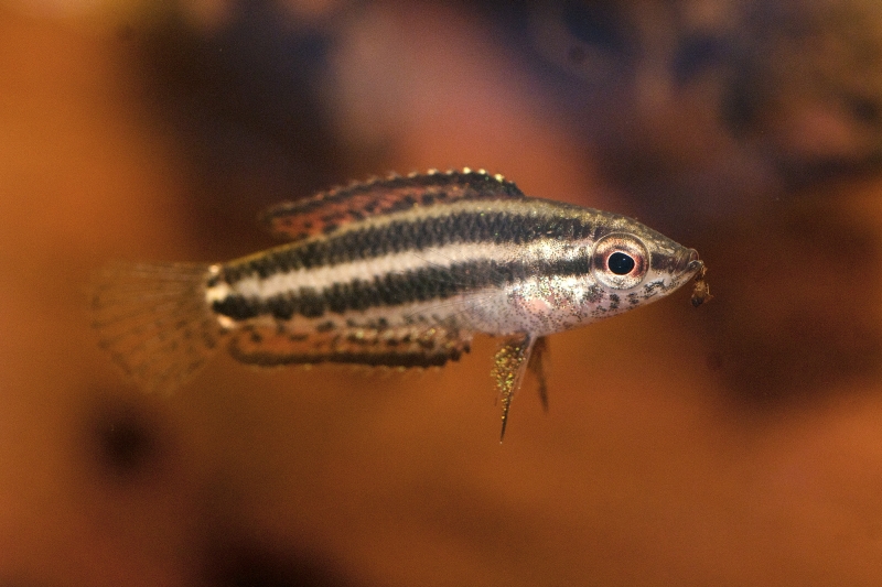 Young female.