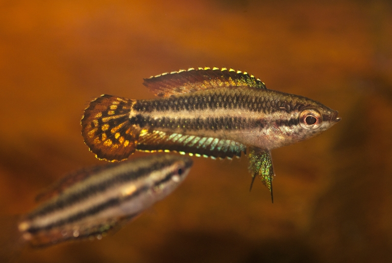 Young male specimen with some elements of colour pattern not yet fully-developed.