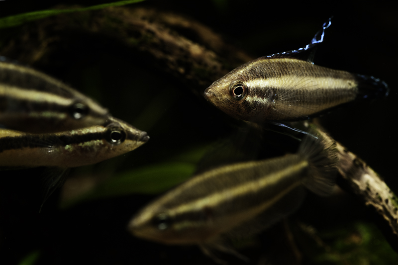 This species can be maintained in a group if you wish.