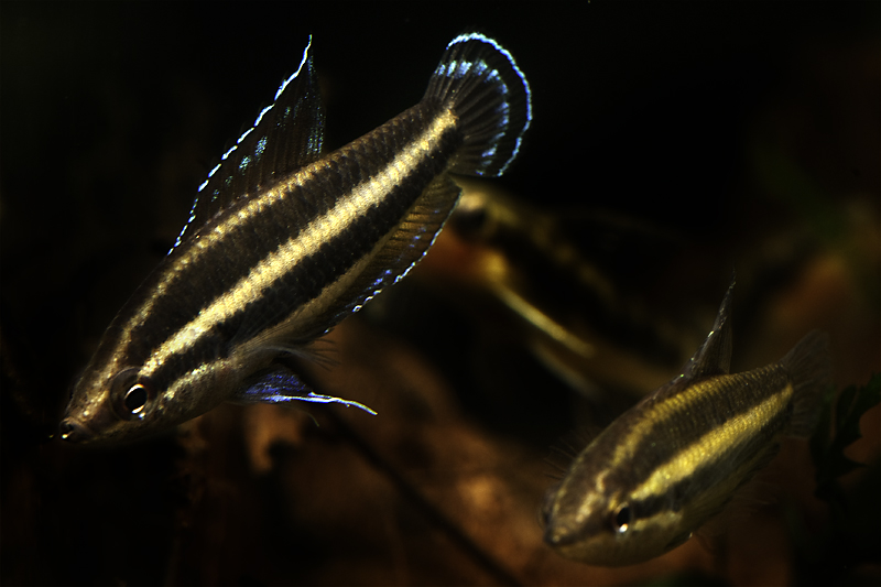 Parosphromenus sp. Sentang TB 5