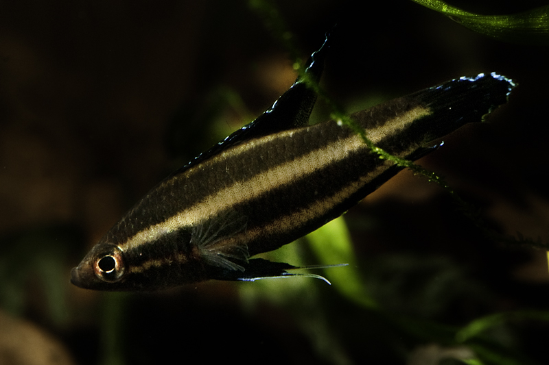 Adult male.