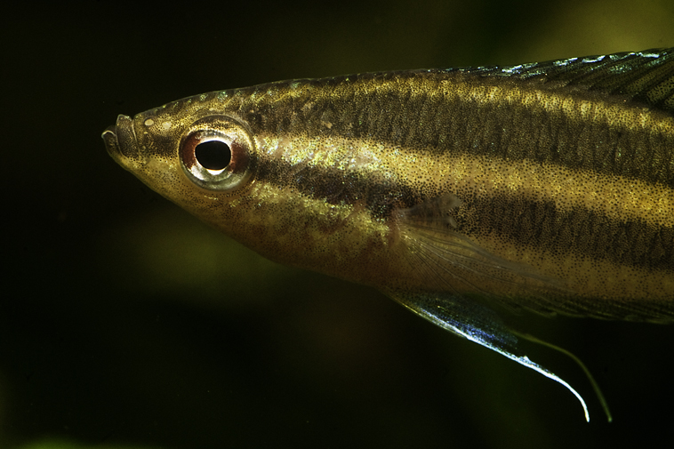 Detail of head and anterior portion of body.