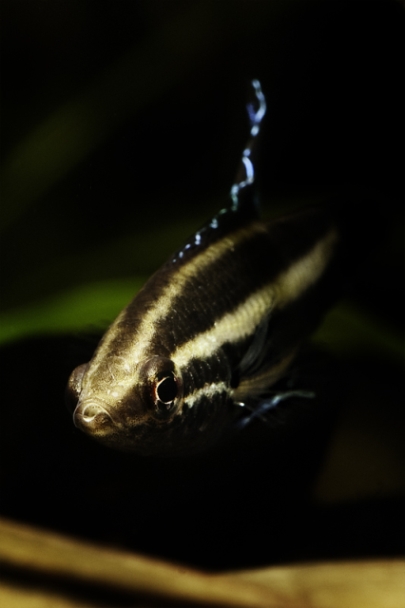 Frontal view of male.
