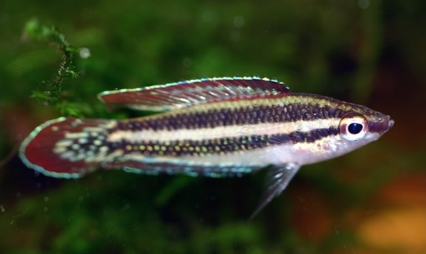 Young adult male individual.