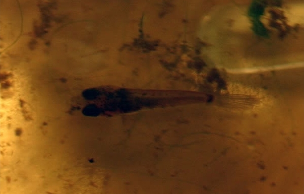 Dorsal view of fry.