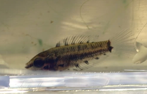Aquarium-bred juvenile.