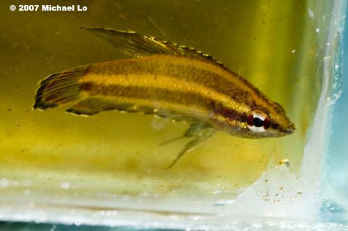 Freshly-collected specimen from the habitat in the previous image.