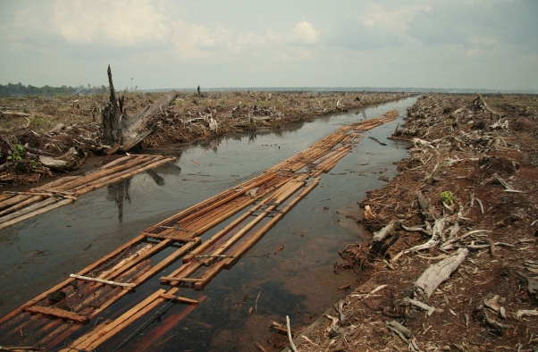 An area of former peat swamp forest in Riau province, Indonesia (Sumatra) after being burned for replacement with oil palms