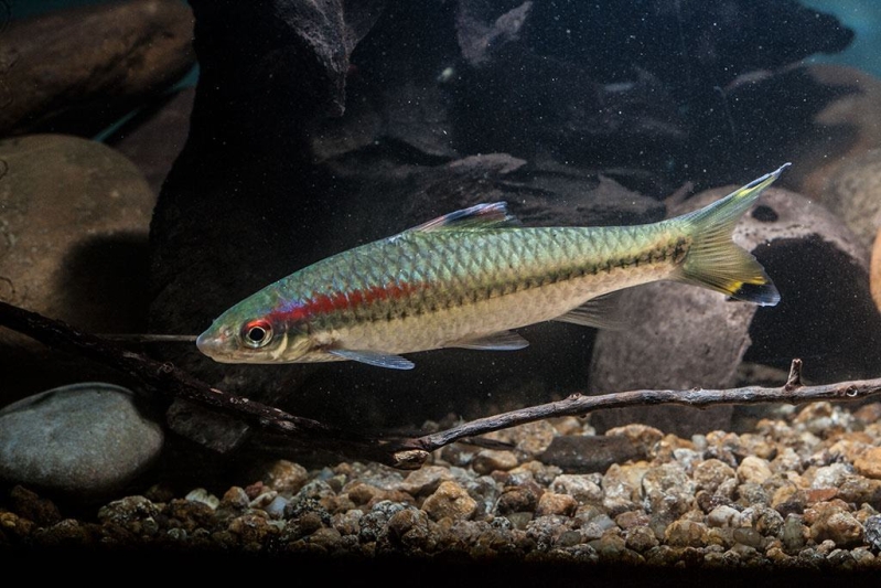 Adult individual.