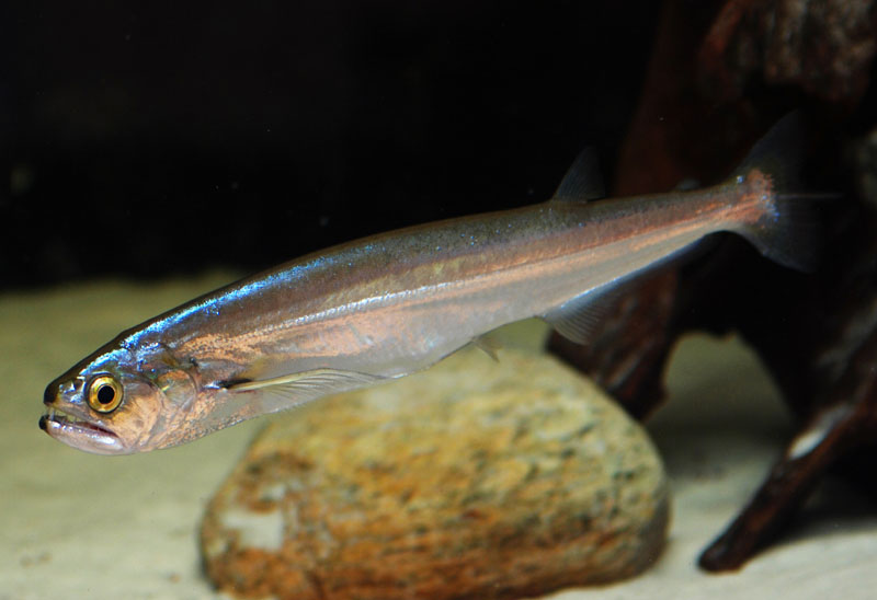 Subadult individual in the aquarium.