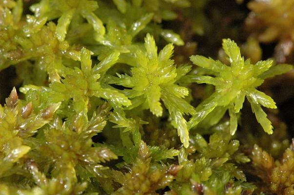 Peat bogs dominated by Sphagnum tend to be acidic