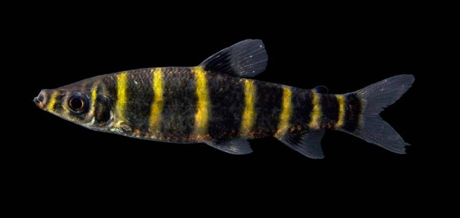 Specimen from the rio Culuene, rio Xingu system, Brazil.