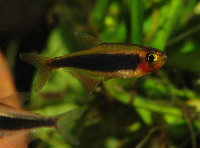 Adult male individual.