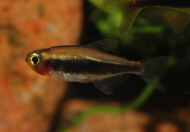 Adult female.