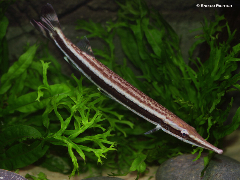 Subadult.